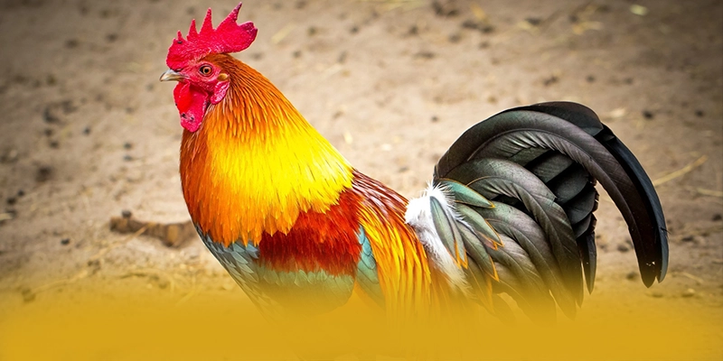 Khuyến mãi khủng dành cho tất cả người chơi tại BET88